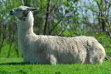 Llama Without A Care In The World