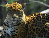 Jaguar -- Three Images