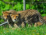 Cheetah Cubs