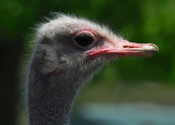 Ostrich -- Three Images