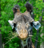 Masai Giraffe -- Three Images