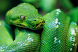 Green Tree Python (Morelia viridis)