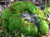 Moss & Lichens