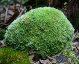 Mossy rock.