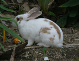 Yard Bunny