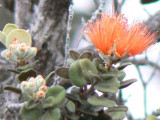 Orange Ohia Blossom