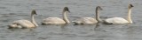 Swans On Parade