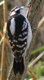 Downy Woodpecker