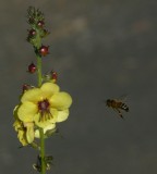Bee and Wand Mullein