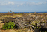 A Windswept Coast