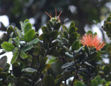 Orange Ohia Blossom