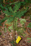 Cyanea Shipmanii