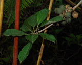 Hoawa and Pods