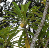 Clermontia Fruit