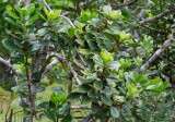 Kawau Fruit