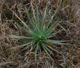 Mauna Loa Silversword