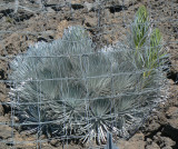 Mauna Kea Silversword