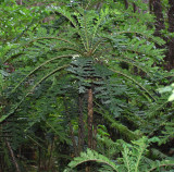 Cyanea Shipmanii