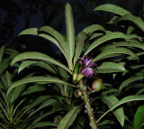 Flowering C. Montis-Loa