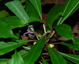 Flowering C. Montis-Loa