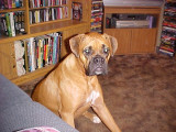 Gracie 2.jpg