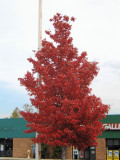    AUTUMNS GREETINGS McDonalds Tree