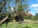  APPLE TREE  -   Hiatts orchard       Red  Delicious