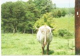 Mooin Away