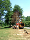 ~~sweet whispering pine trees ~~