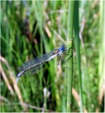 Damselfly