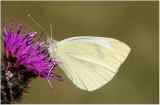 Small White