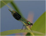 Banded Demoiselle