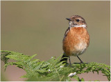 Stonechat