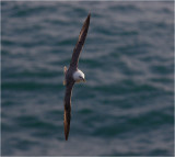 Fulmar