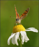 Small Copper