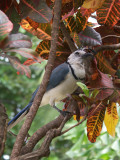 Calocitta Formosa or White-throated Magpie-Jay