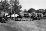 Camel train