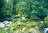 Green Backyard