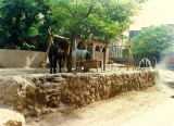 Gari Saidan - horses and shrine
