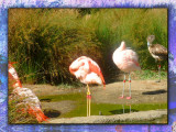 Flamingos