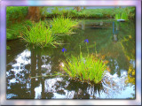 Blue Flower