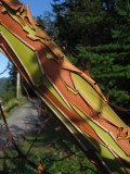 Manzanita in late evening light