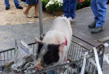 Louhans Market: This Little Piggy Went to Market