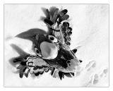 Snow Angel Dreams*<br> by mlynn