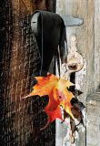 8th: An Autumn Leaf