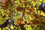 Up in the trees