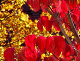 Red and Gold