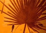 Fossile Leaf<br>by Norbert