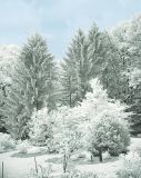 White as Snow