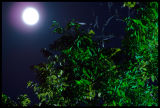 Through the Trees<BR>by photocat37